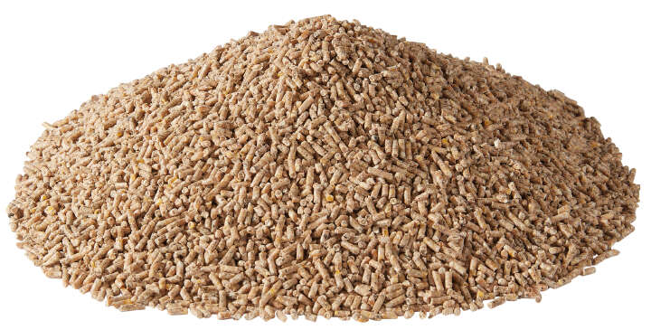 Golddott Putenaufzucht Gold